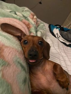 a small brown dog laying on top of a bed next to a green and white blanket