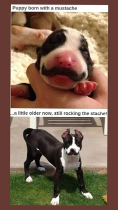 two pictures one with a baby dog and the other with a puppy's tongue sticking out