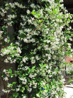 white flowers growing on the side of a building