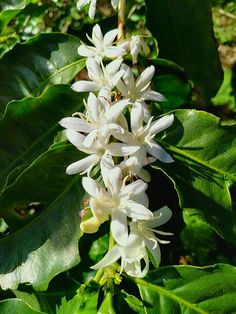 white flowers are blooming on green leaves