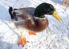 a duck standing in the snow with it's head turned