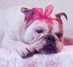 a dog laying on top of a bed with a pink bow around it's head