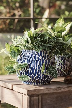 two potted plants sitting on top of a wooden table