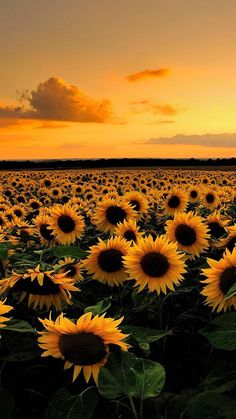 the sun is setting over a large field of sunflowers