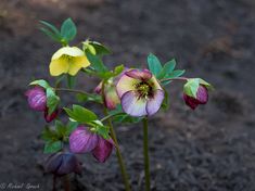 two purple and yellow flowers with green leaves in dirt area next to grass, on sunny day