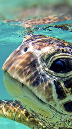 a close up of a turtle in the water