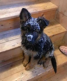 a dog is sitting on some steps covered in snow and glittery clothes with its mouth open