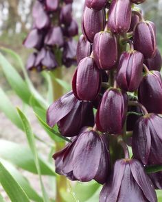 purple flowers with green leaves in the background