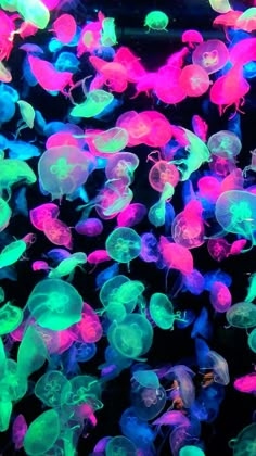 many jellyfish are swimming in the water