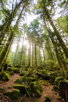 the sun shines through the trees and mossy rocks