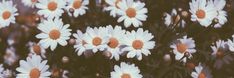 white daisies with orange centers in a field