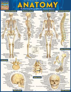 an anatomy poster showing the bones and their major skeletal systems, including the human body