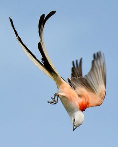 a bird flying in the air with its wings spread out and it's beak open