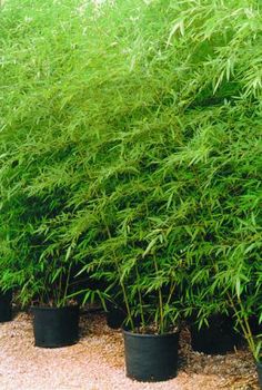 several potted plants are lined up on the ground