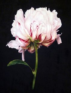 a large pink flower on a black background