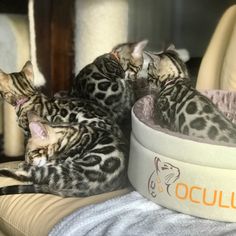 two cats laying on top of a cat bed