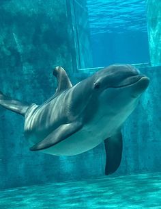 a dolphin swimming in an aquarium with its mouth open