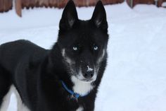 a black and white dog standing in the snow with his head turned to the side