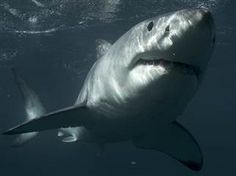 a great white shark swimming in the ocean