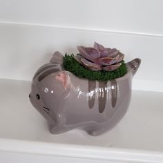 a ceramic pig planter with succulents in it