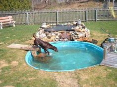 a dog jumping into a pool in the backyard