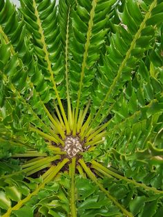 the top view of a green plant with lots of leaves