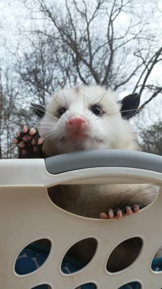 a ferret looking over the top of its cage