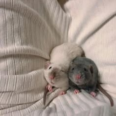 two rats cuddle together on a white blanket