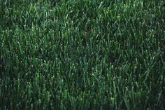 green grass is shown in close up view