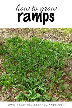 some grass with the words how to grow ramps on it