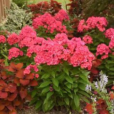 pink flowers are blooming in the garden