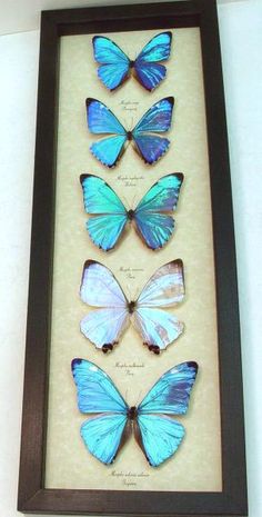 four blue butterflies in a shadow box