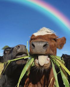 two cows with their mouths open and one has grass in it's mouth while the other looks at the camera