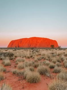 an orange rock in the middle of a desert with grass and bushes on the ground