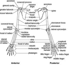 the anatomy of the human body and its major structures, including bones, muscles, tendors, and other skeletal systems