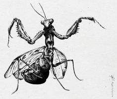 a drawing of a praying mantissa