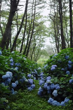 blue hydrangeas line the path in this wooded area, along with green grass and trees