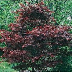 a red tree in the middle of a park