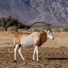 an antelope standing in the desert with mountains in the background