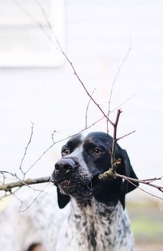 a black and white dog holding a branch in its mouth