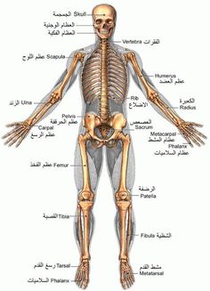 the skeletal skeleton and its major bones are shown in this diagram, with labels on each side