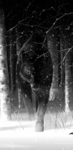 a black and white photo of a wolf running through the woods with snow falling on it