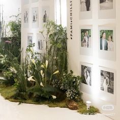 a room filled with lots of plants and pictures on the wall next to each other