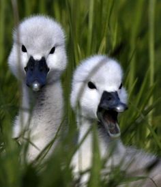 two baby ducks are sitting in the grass together and one is looking at the camera with its mouth open