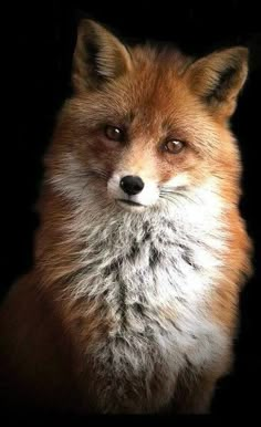 a close up of a red fox looking at the camera