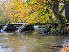 a small stream running through a forest filled with lots of trees covered in fall leaves