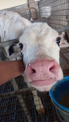 a baby cow is being fed milk from a blue bowl in a caged area