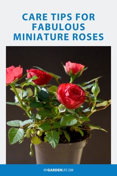 a potted plant with red roses in it and the title care tips for fabulous miniature roses