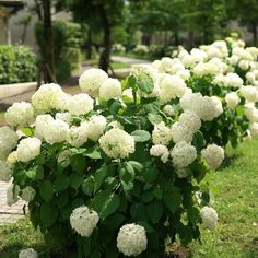 many white flowers are growing in the grass