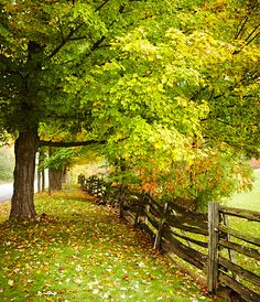 a wooden fence surrounded by trees and leaves on the ground in front of a road